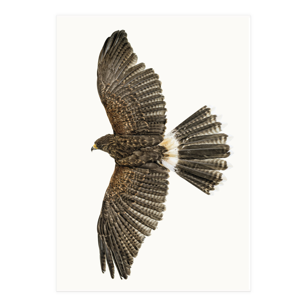 Cc Birds 09 (Print Only)