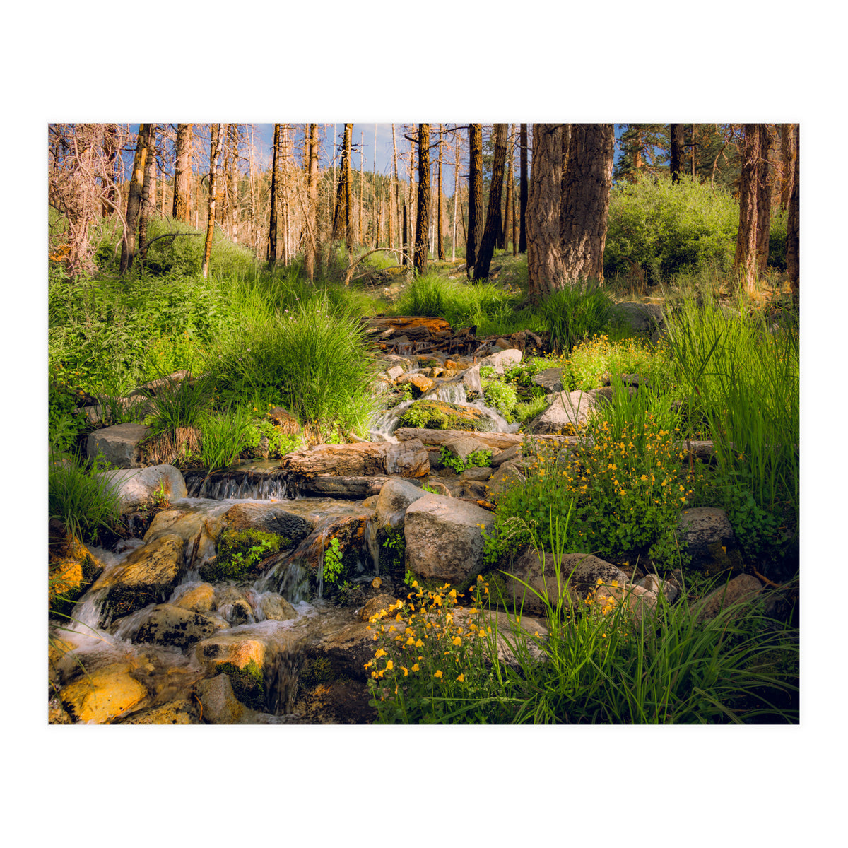 San Gorgonio Stream (Print Only)