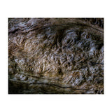 Burlwood pattern in tree  (Print Only) thumbnail