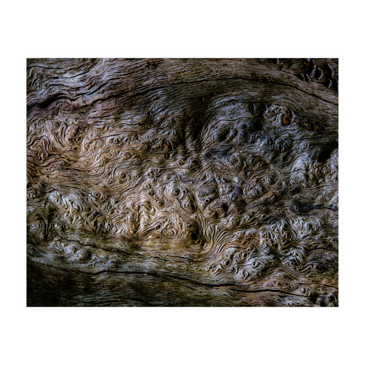 Burlwood pattern in tree  (Print Only)