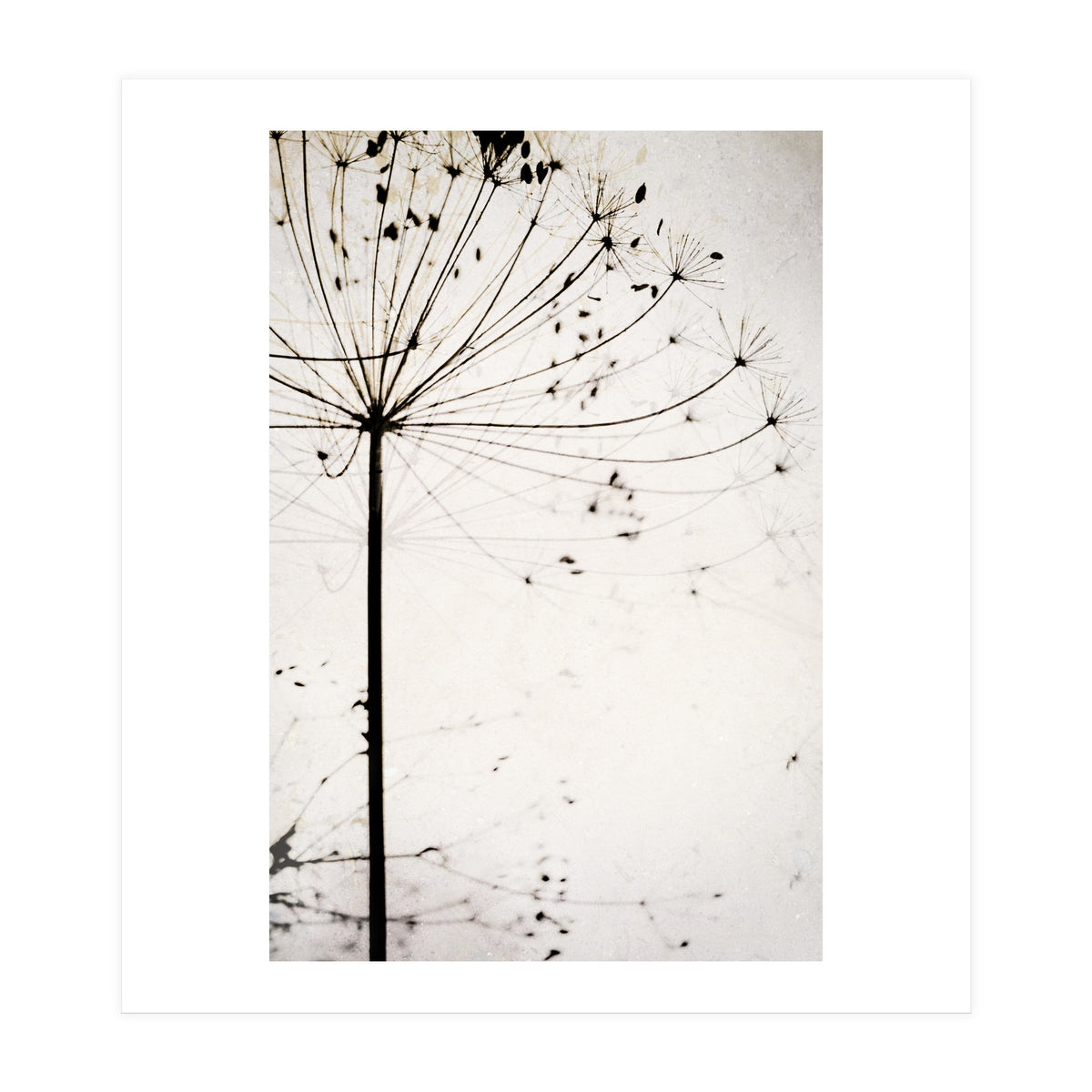 Herbstblume (Print Only)
