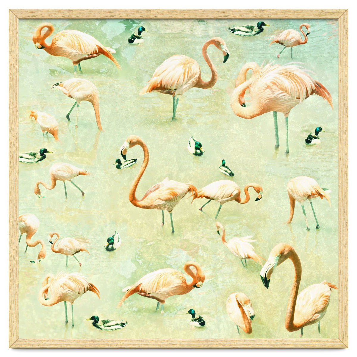 Flamingos