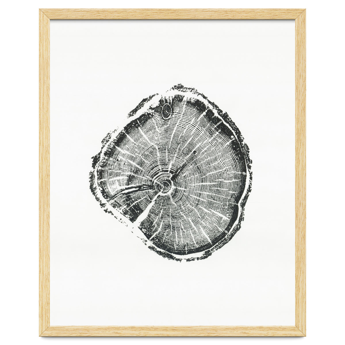 Tree Ring Print, Albion Basin, Utah, Pine Tree Print