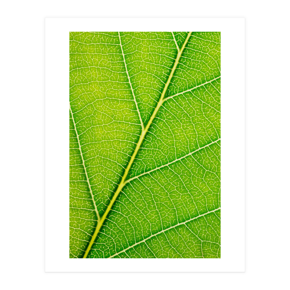 Autumn Leaf (Print Only)