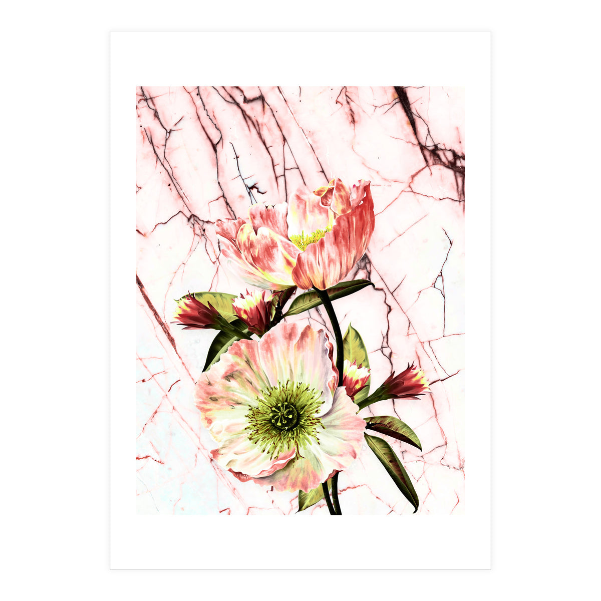 Flowering on pink marble (Print Only)