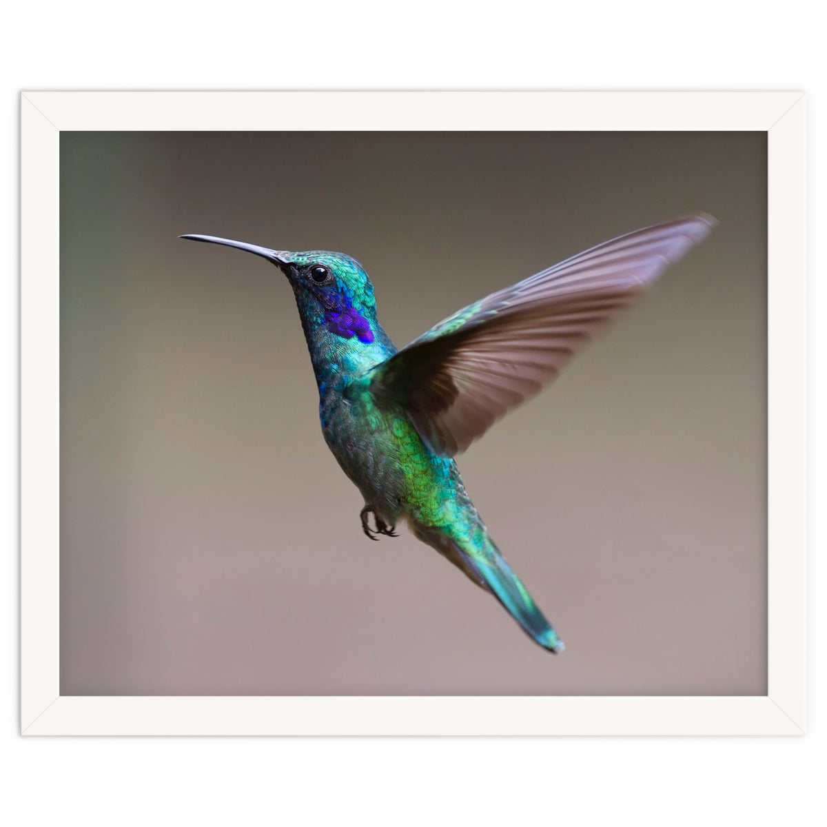 Hummingbird flying