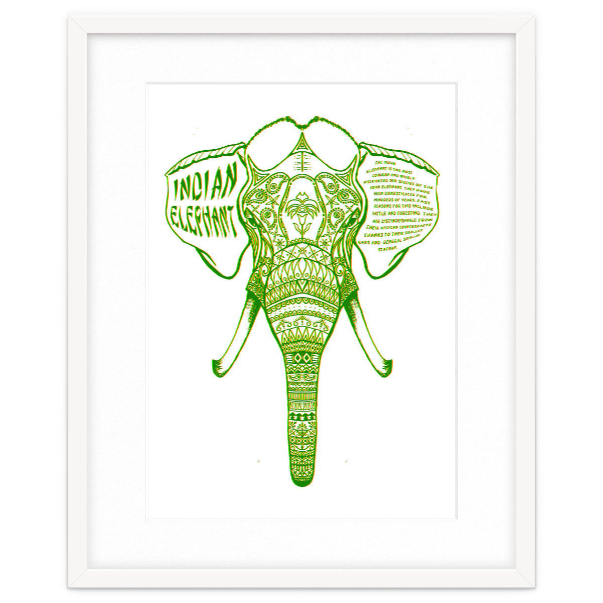 Indian Elephant