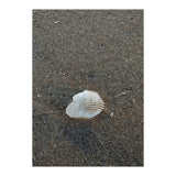 Shell in Sea Shore (Print Only) thumbnail