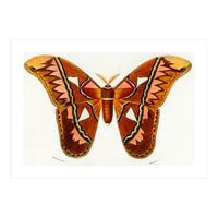 Attacus Atlas Moth illustrated  (Print Only)