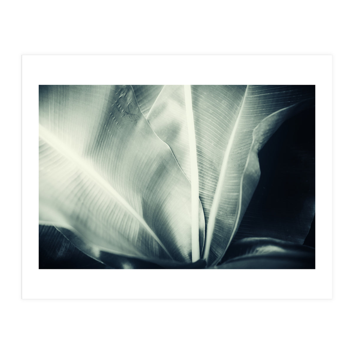 botanical 1 (Print Only)