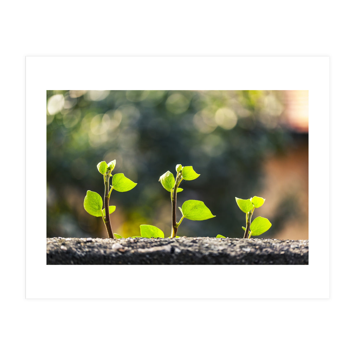 Plant in Nature (Print Only)