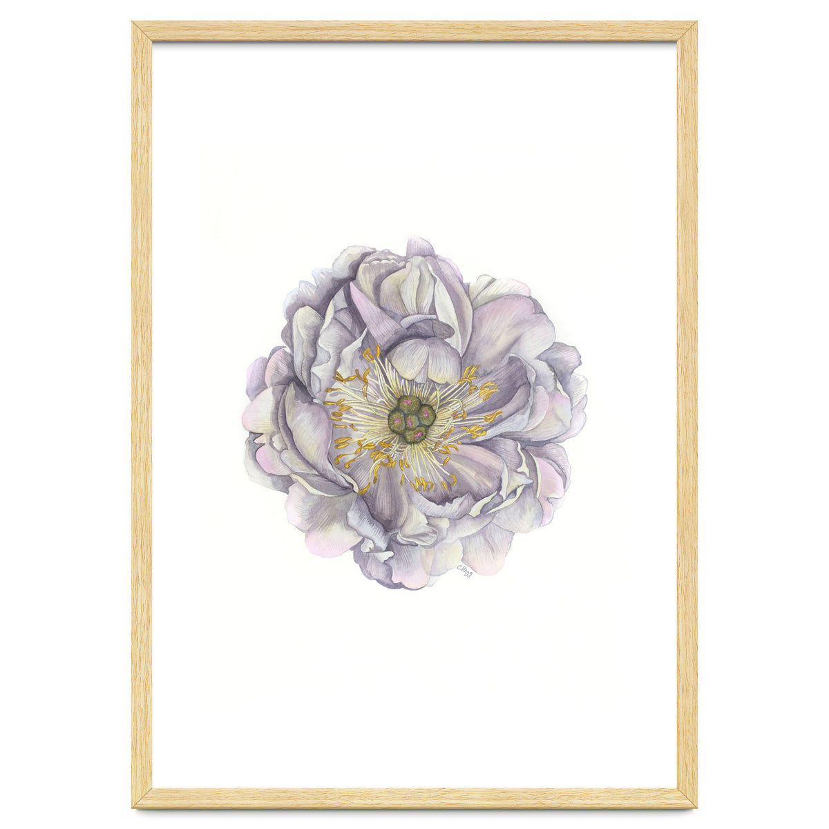 A Peony In Grey Std