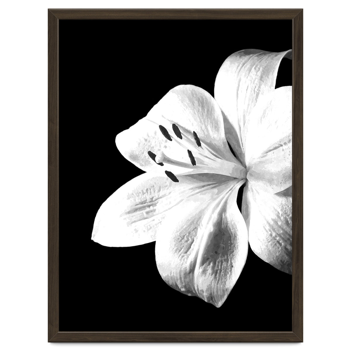 White Lily Black Background