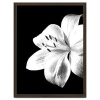 White Lily Black Background