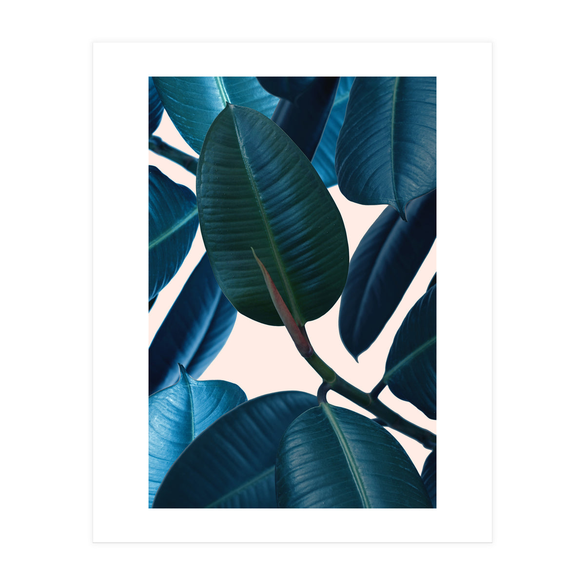 Ficus Elastica 2 (Print Only)