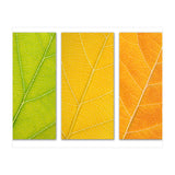 Autumn Leaves (Print Only) thumbnail