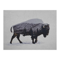 The American Bison (Print Only)