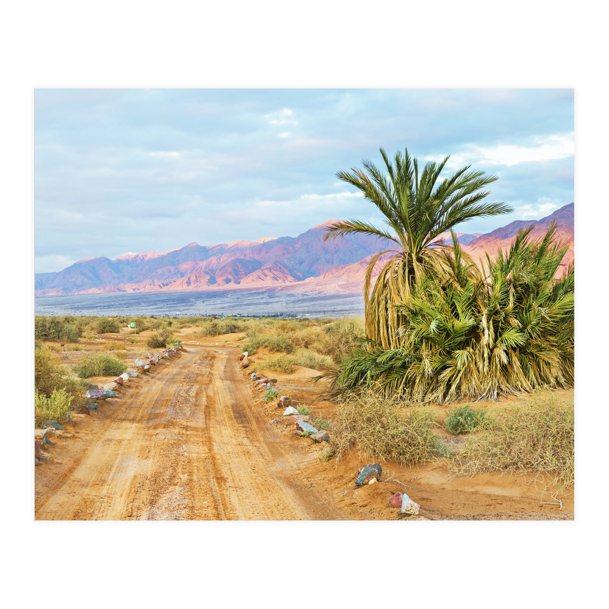 Joshua Tree (Print Only)