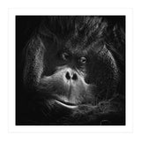 Orang-Utang (Print Only) thumbnail