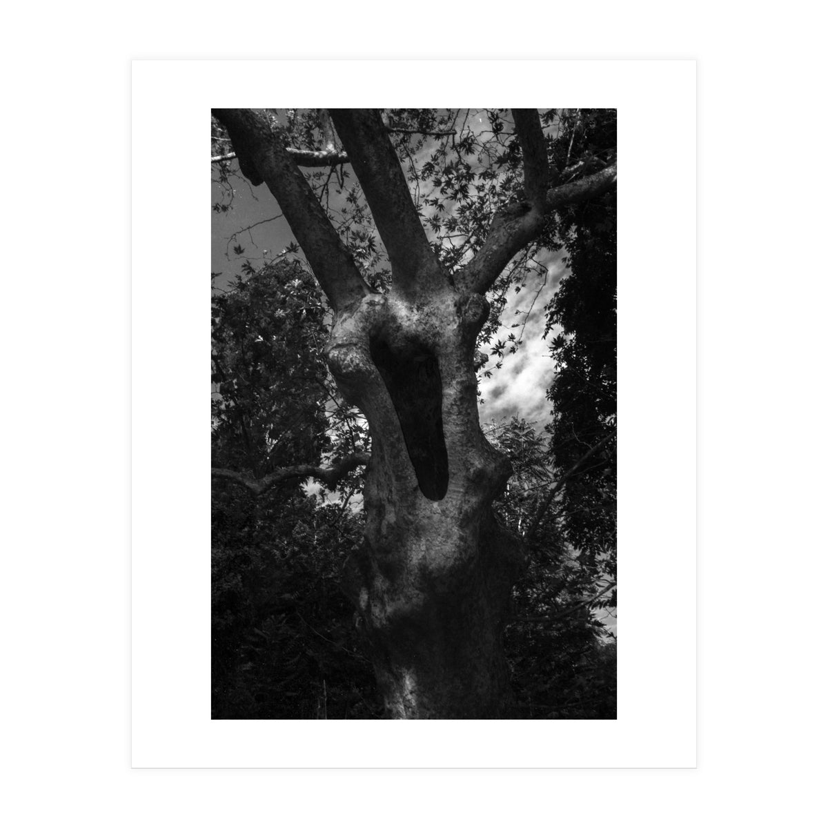 Into the Hole (Print Only)