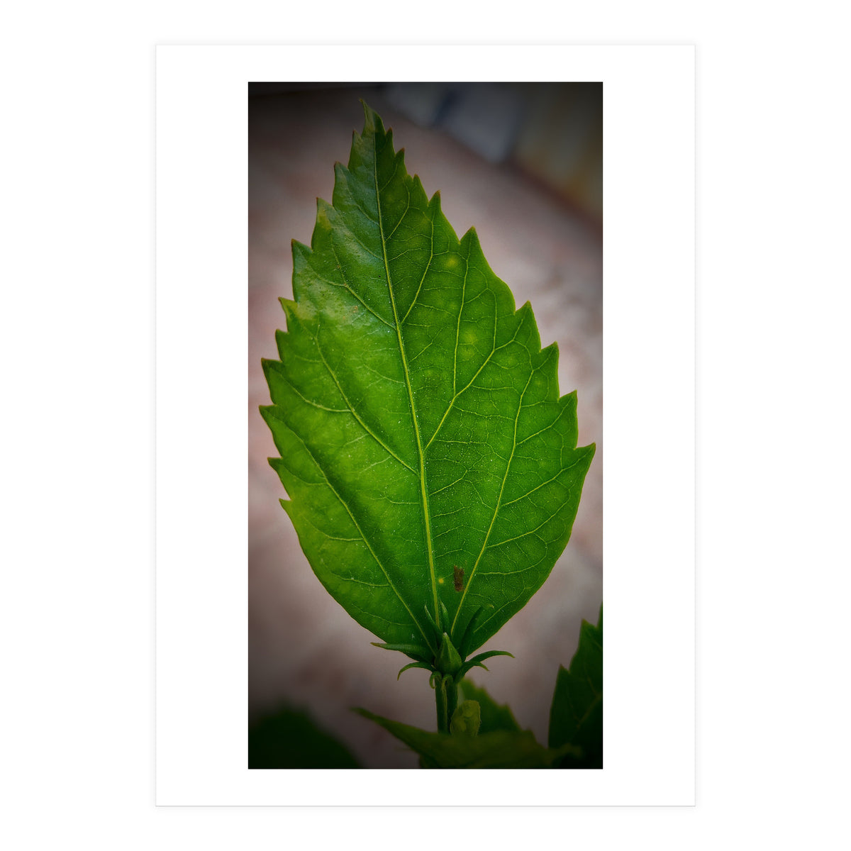 Hibiscus Plant Petal (Print Only)