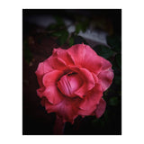Red-Orange Rose (Print Only) thumbnail