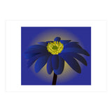 Anemone Blanda Flower Art (Print Only) thumbnail