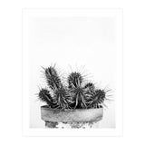 Cactus nature II (Print Only) thumbnail