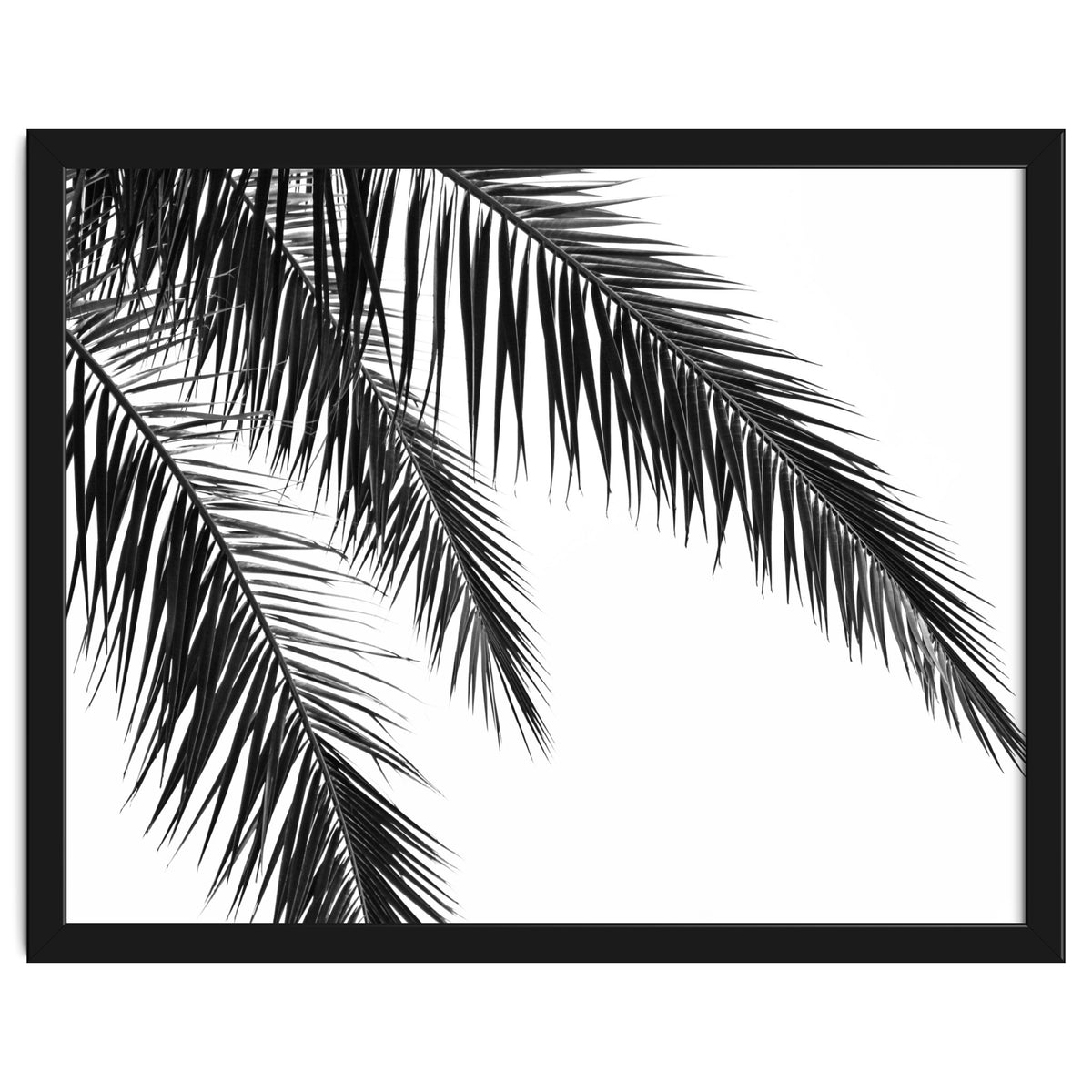 Palm Leaves
