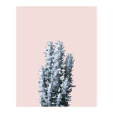 Cactus collection BL-III (Print Only) thumbnail