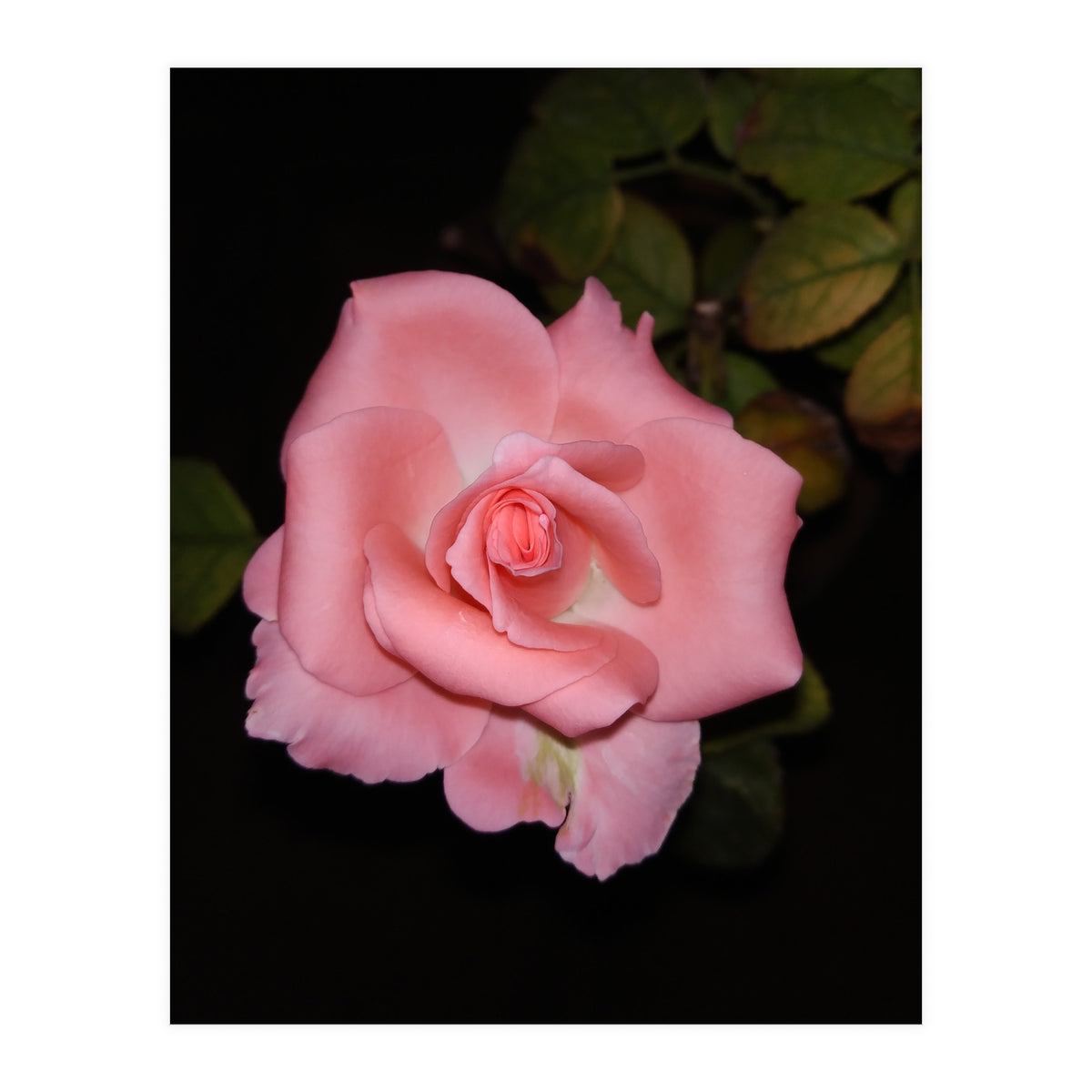 Pink Rose Floral (Print Only)