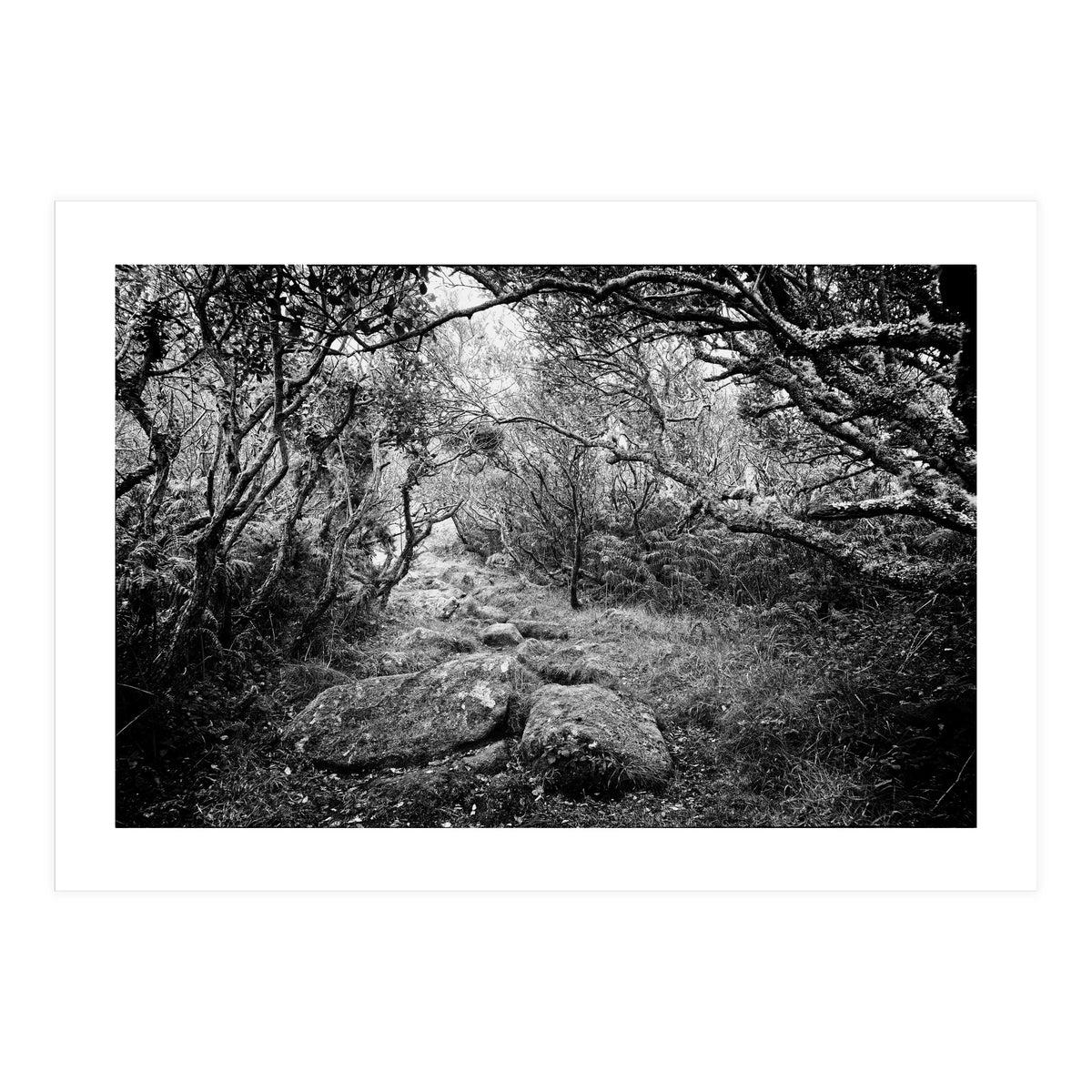 Undergrowth in black and white (Print Only)