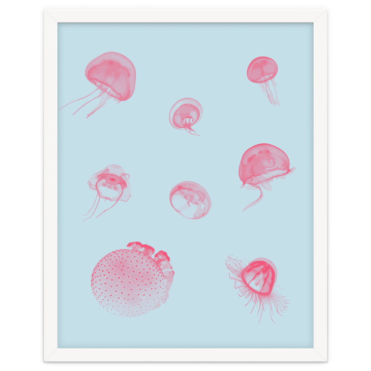 Jellyfish