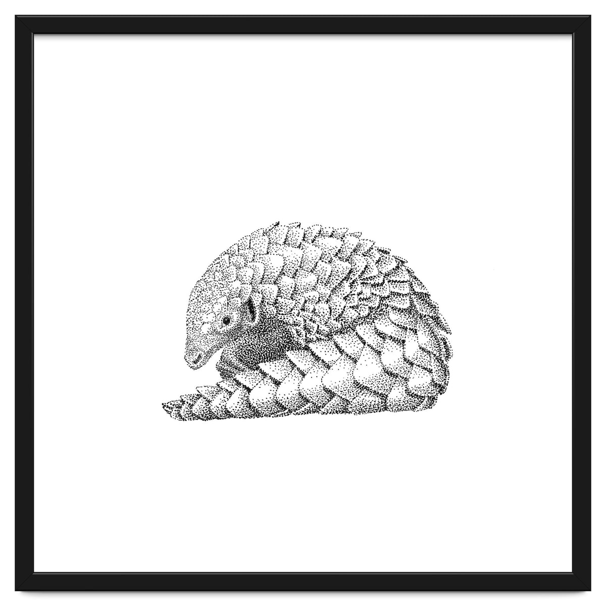 Pangolin