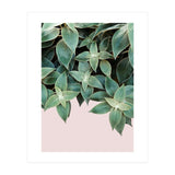 pianta pink (Print Only) thumbnail