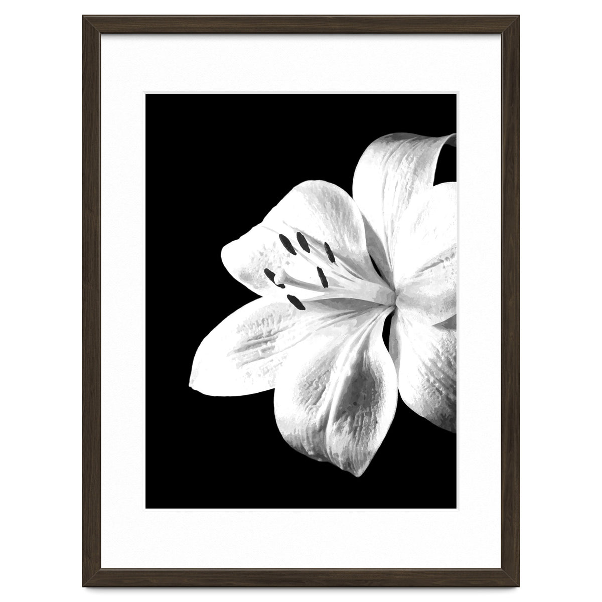 White Lily Black Background