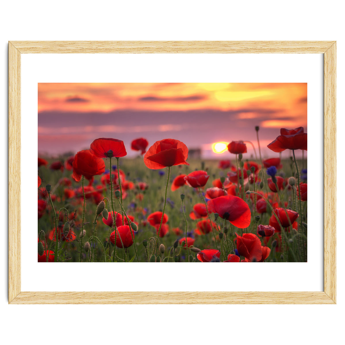 Poppies at Evening