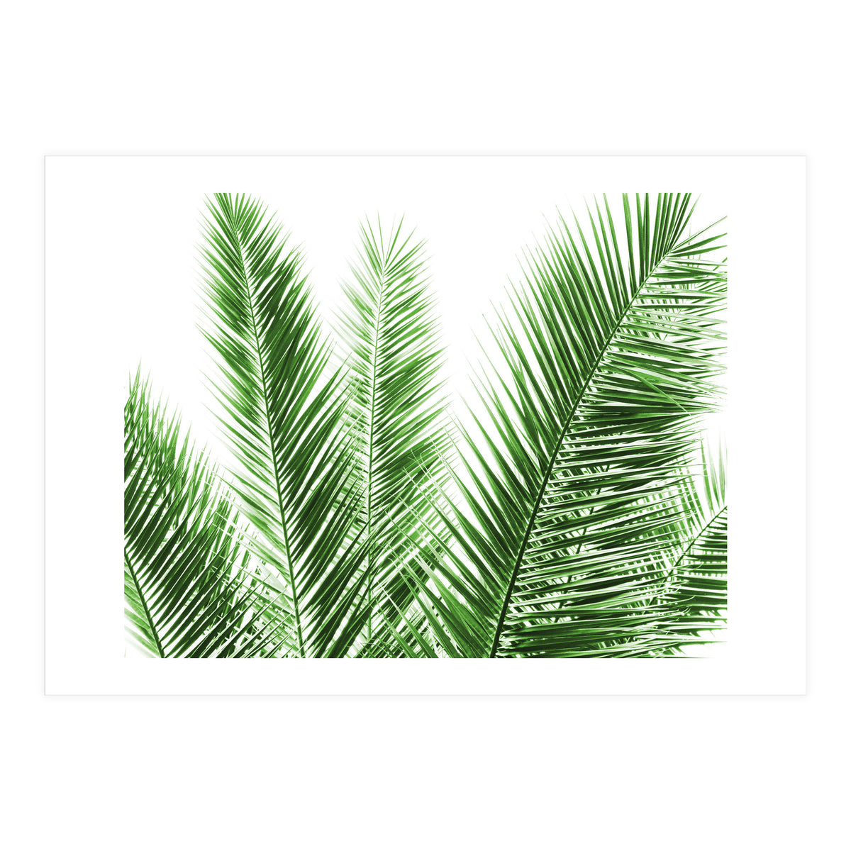 Palm Leaves (Print Only)