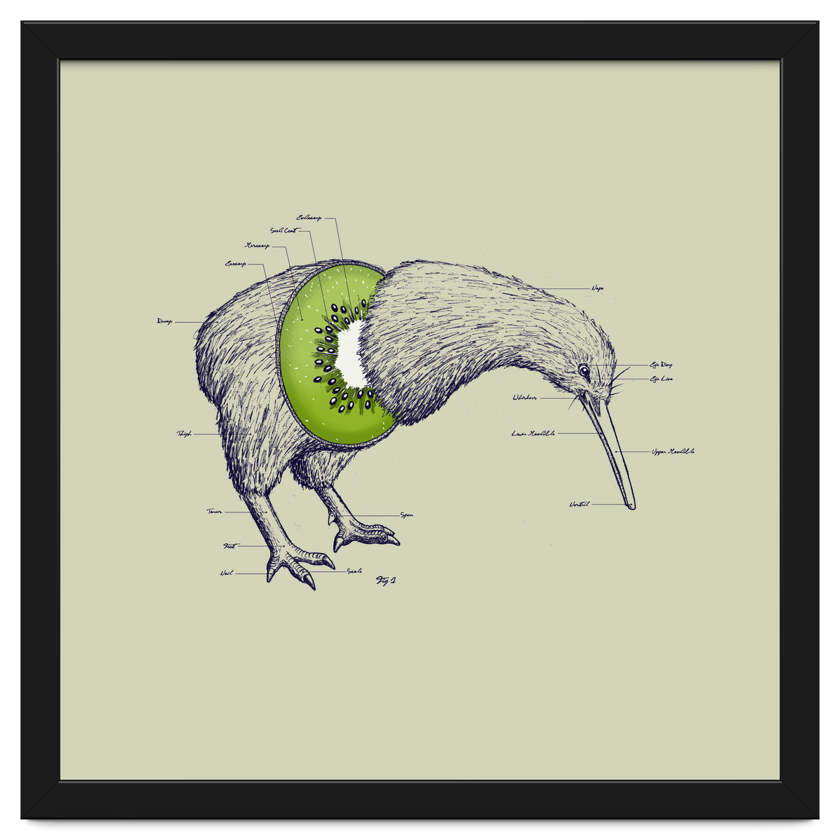 Kiwi Anatomy