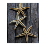 Starfishes in wooden (Print Only) thumbnail