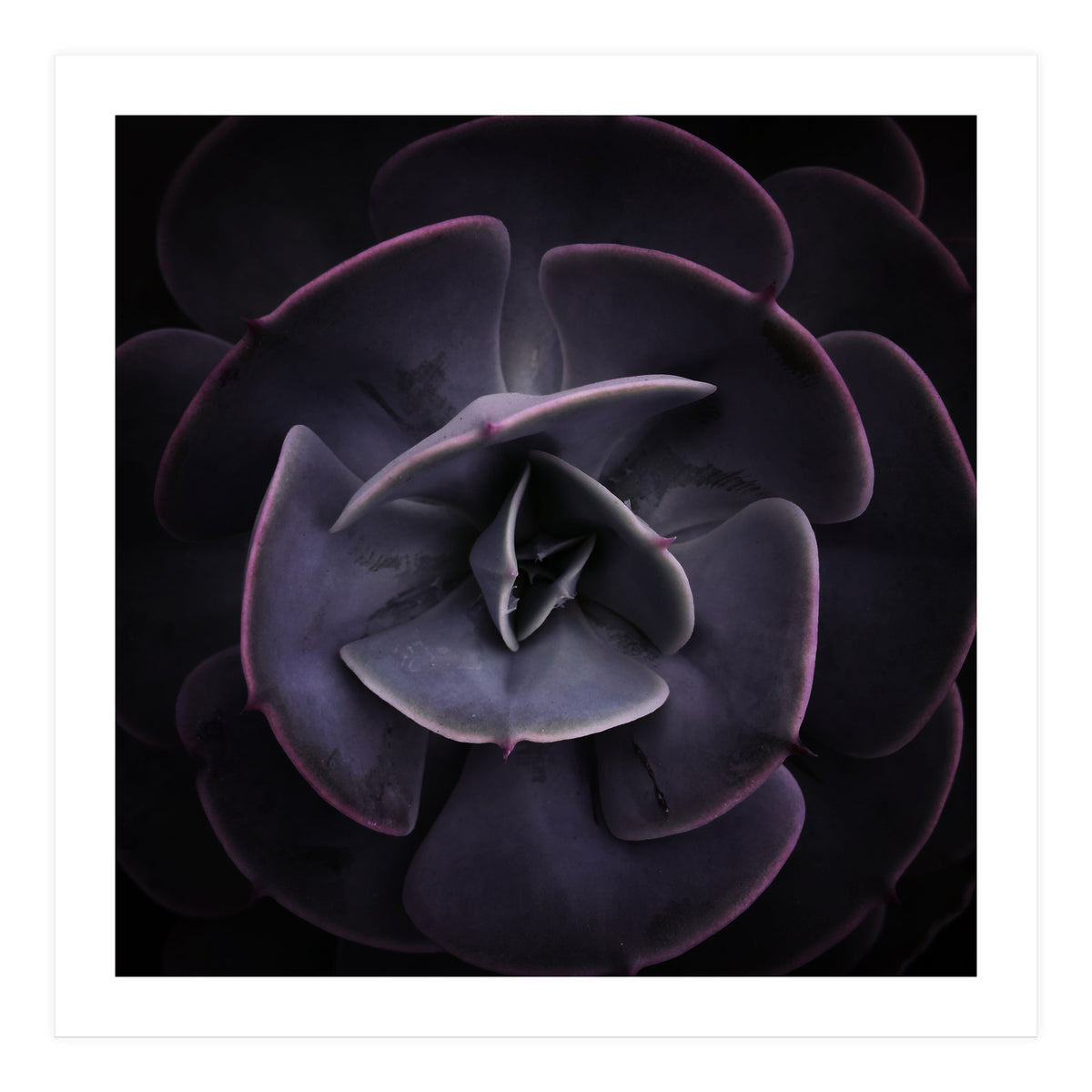 DARKSIDE OF SUCCULENTS VIII (Print Only)