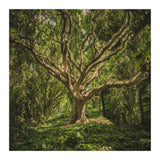 Spirits inside the wood (Print Only) thumbnail