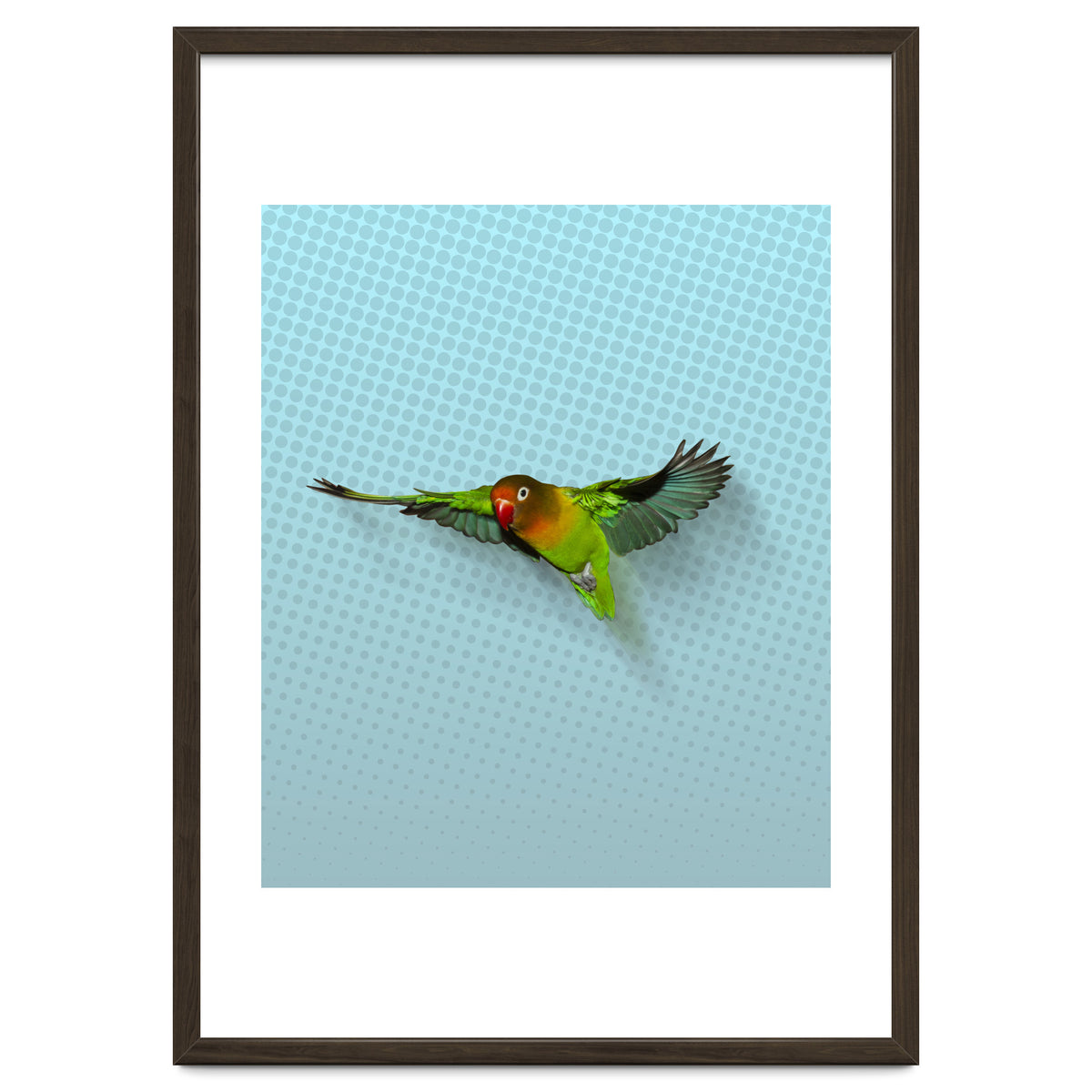 Flying lovebird