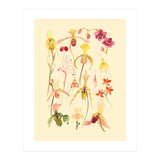 Orchids #3 (Print Only) thumbnail