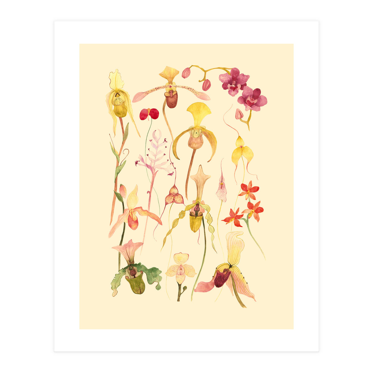 Orchids #3 (Print Only)