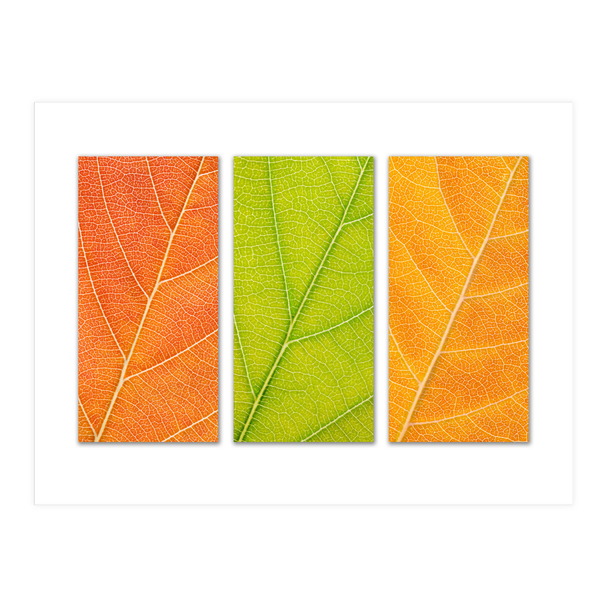 Autumn Leaves (Print Only)