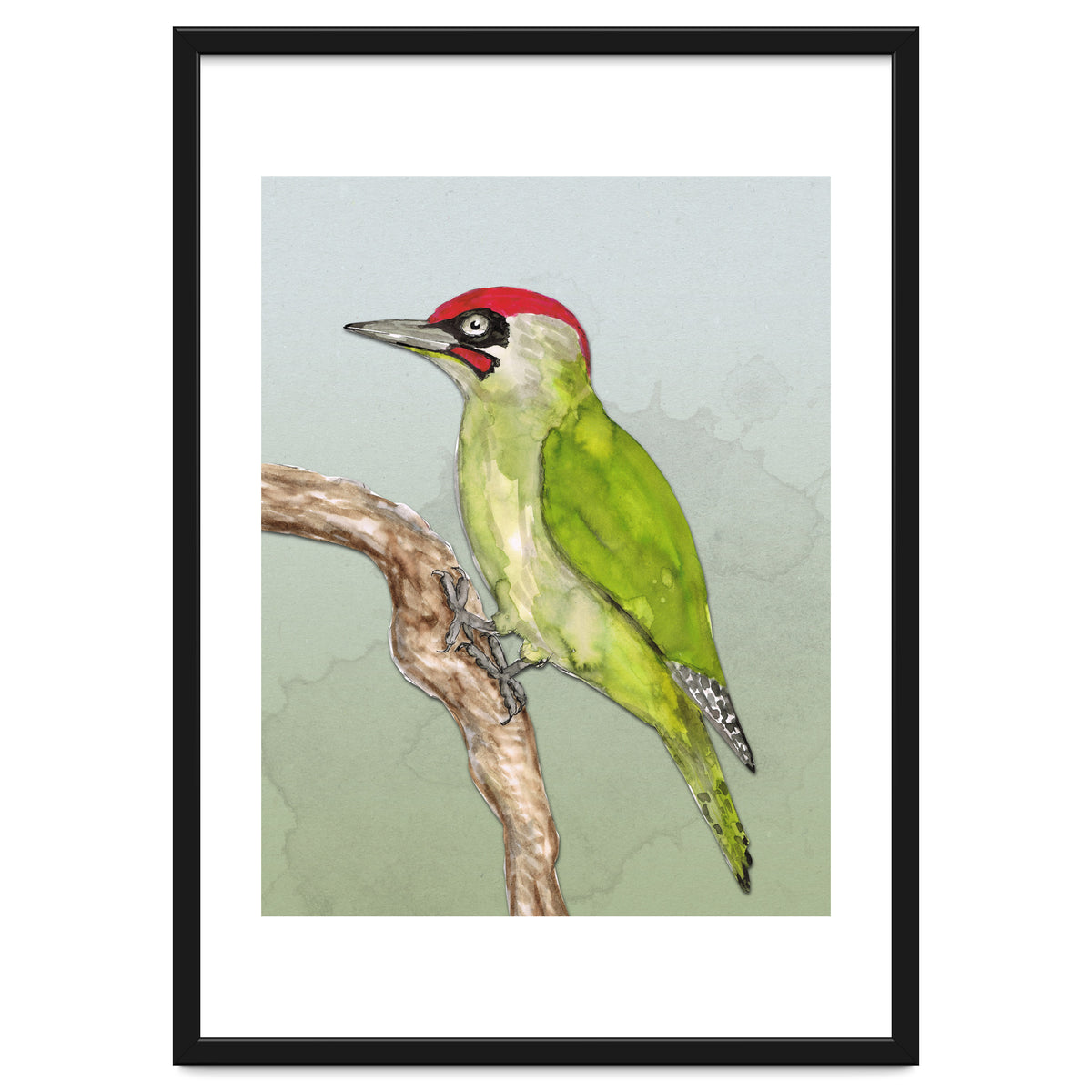 Green woodpecker