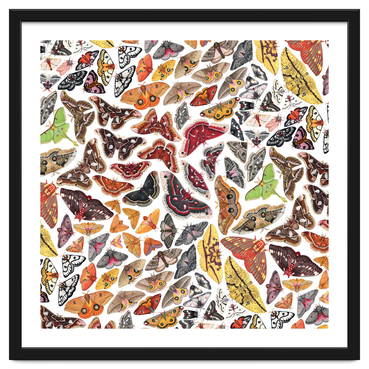 Saturniid Moths of North America Pattern