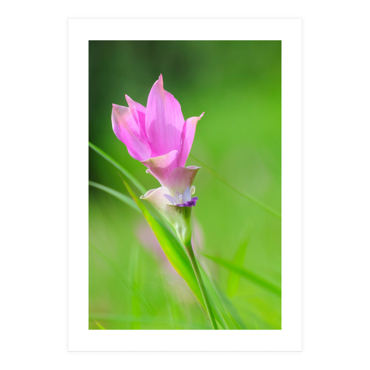 Nature 4000x6000 (12) (Print Only)