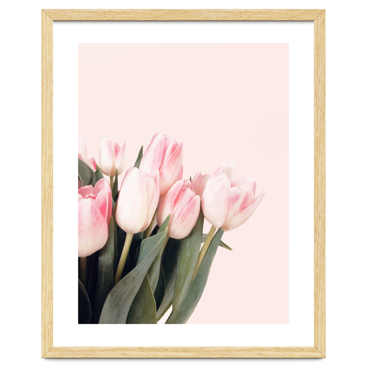 Pink Tulips
